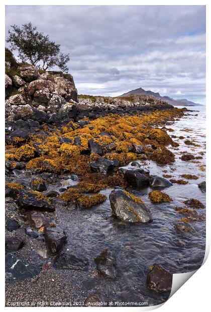 Rocky beach seaweed, Camas a Mhor-bheoil beach, Skye Print by Photimageon UK