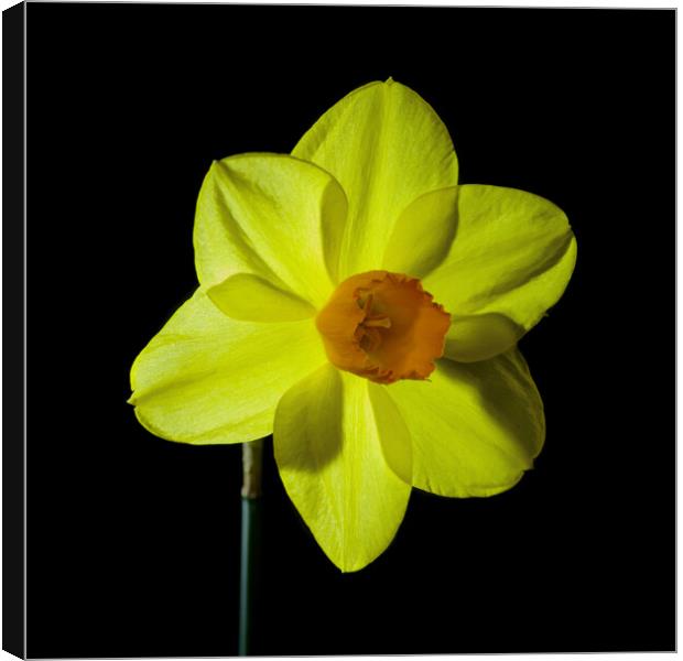 Single yellow daffodil flower Canvas Print by Pete Hemington