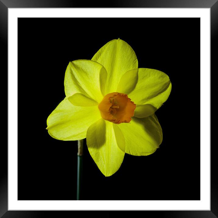 Single yellow daffodil flower Framed Mounted Print by Pete Hemington