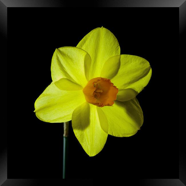 Single yellow daffodil flower Framed Print by Pete Hemington