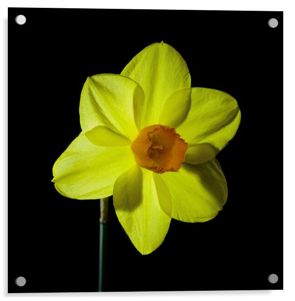 Single yellow daffodil flower Acrylic by Pete Hemington
