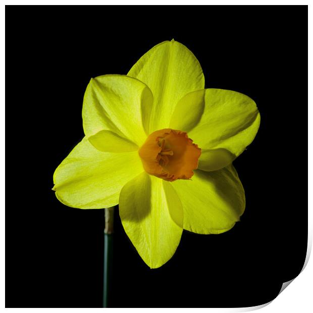 Single yellow daffodil flower Print by Pete Hemington