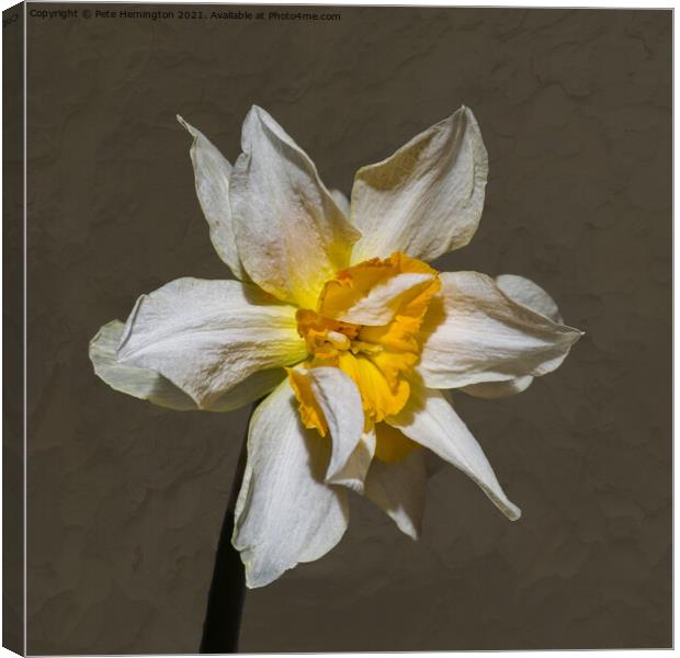 A double daffodil flower Canvas Print by Pete Hemington