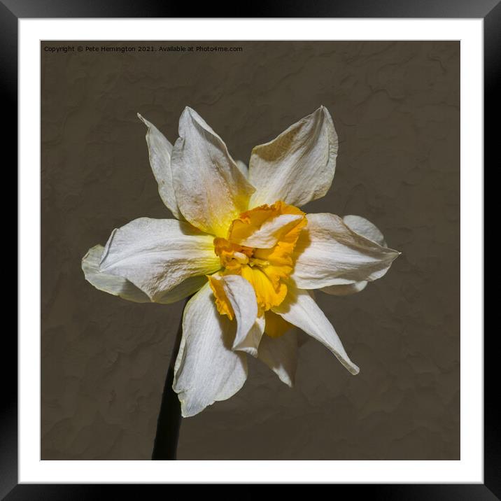 A double daffodil flower Framed Mounted Print by Pete Hemington