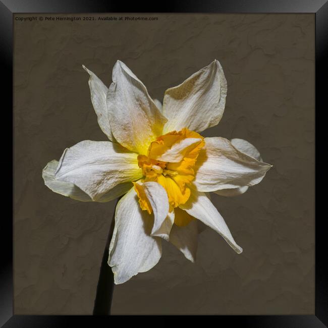 A double daffodil flower Framed Print by Pete Hemington