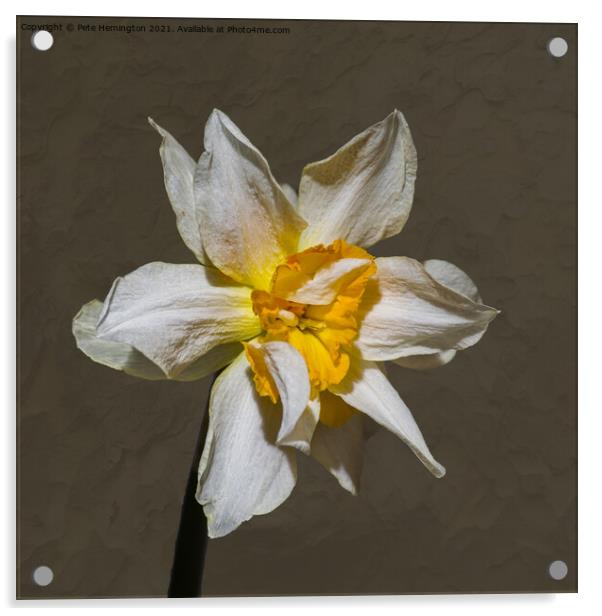 A double daffodil flower Acrylic by Pete Hemington