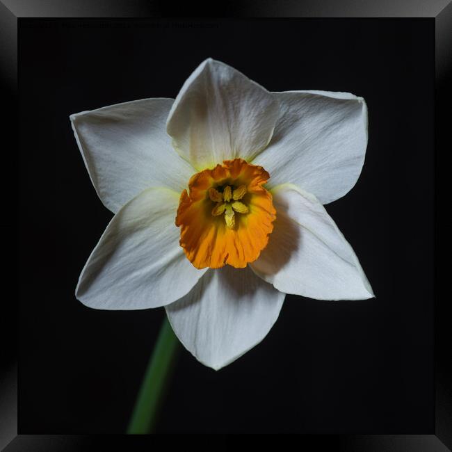 Single white petalled daffodil flower Framed Print by Pete Hemington