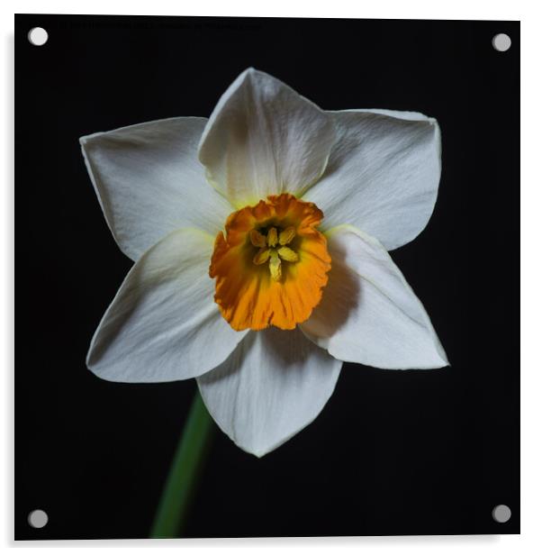 Single white petalled daffodil flower Acrylic by Pete Hemington