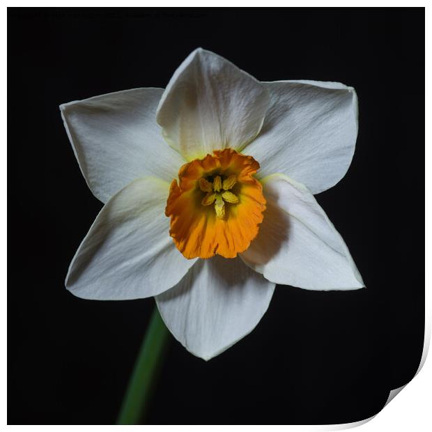 Single white petalled daffodil flower Print by Pete Hemington