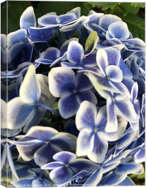 Hydrangea Blue Canvas Print by Pam Wilson