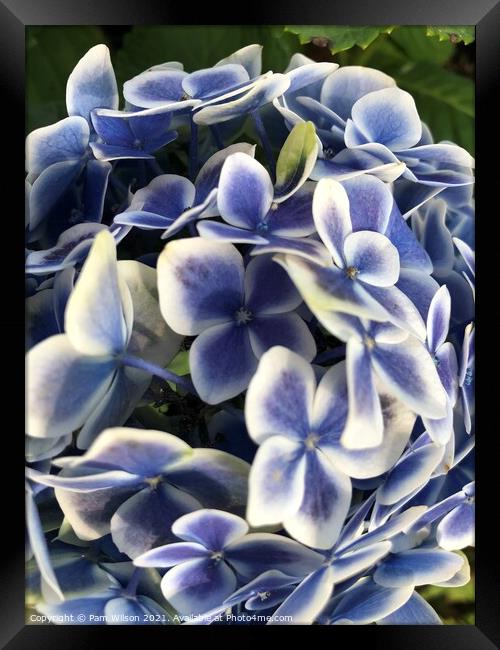 Hydrangea Blue Framed Print by Pam Wilson