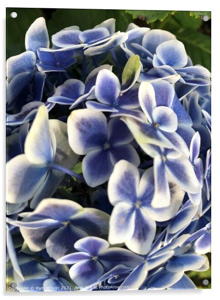 Hydrangea Blue Acrylic by Pam Wilson