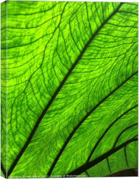 Large leaf Canvas Print by Pam Wilson