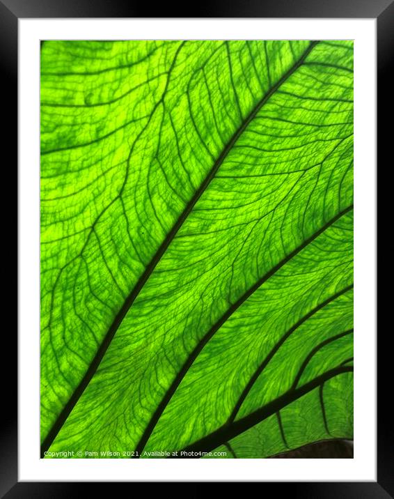 Large leaf Framed Mounted Print by Pam Wilson