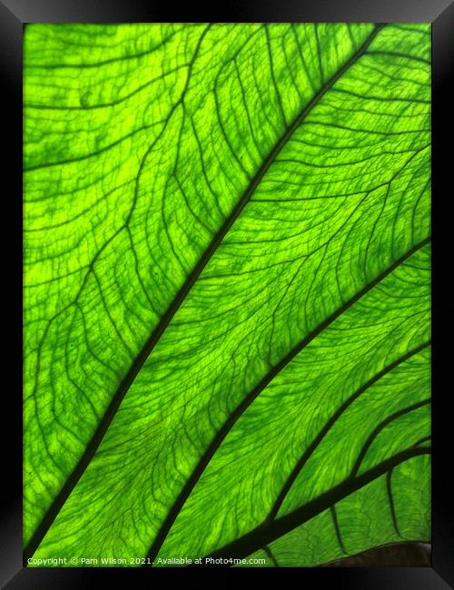 Large leaf Framed Print by Pam Wilson