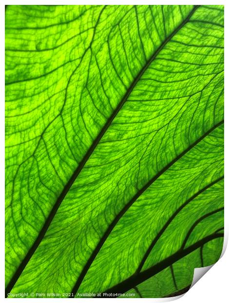 Large leaf Print by Pam Wilson