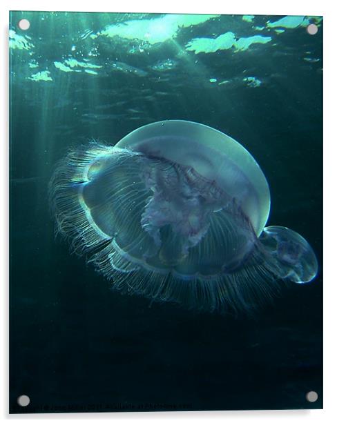 Moon Jellyfish Sharm el Sheikh. Acrylic by John Miller