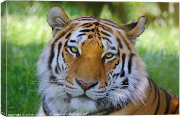 Majestic Siberian Tiger Stares into Your Soul Canvas Print by Simon Marlow