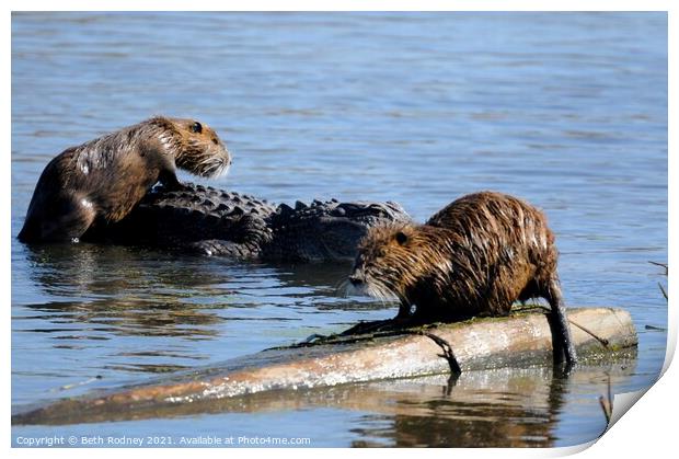 Nutria climbs on American Alligator Print by Beth Rodney