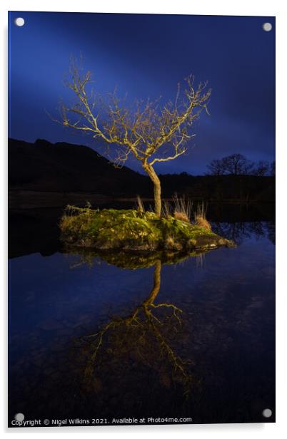 Lonely Tree Acrylic by Nigel Wilkins