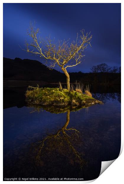 Lonely Tree Print by Nigel Wilkins