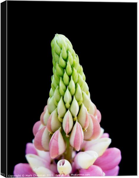 Lupin flower tip closeup Canvas Print by Photimageon UK