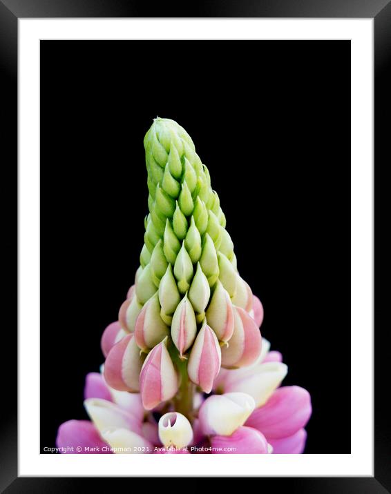 Lupin flower tip closeup Framed Mounted Print by Photimageon UK