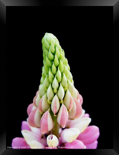 Lupin flower tip closeup Framed Print by Photimageon UK