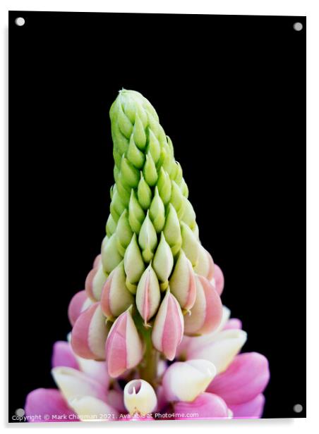 Lupin flower tip closeup Acrylic by Photimageon UK
