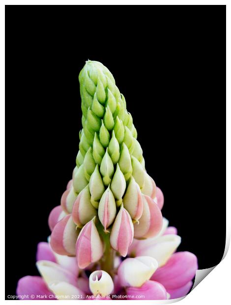 Lupin flower tip closeup Print by Photimageon UK