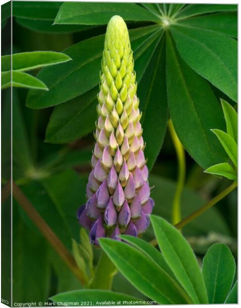 Lupin flower and leaves closeup Canvas Print by Photimageon UK
