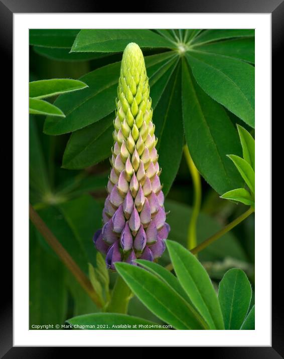 Lupin flower and leaves closeup Framed Mounted Print by Photimageon UK