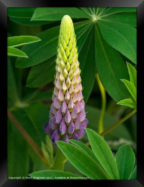 Lupin flower and leaves closeup Framed Print by Photimageon UK