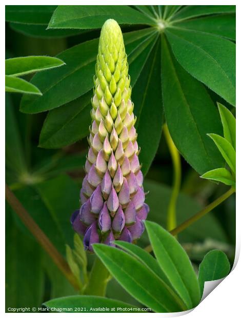 Lupin flower and leaves closeup Print by Photimageon UK