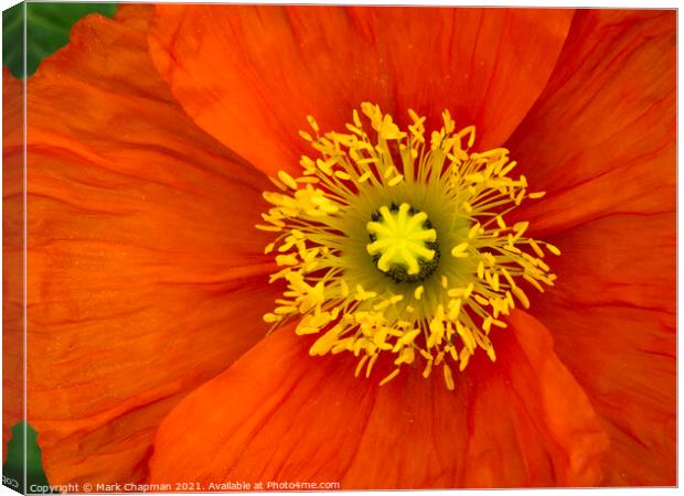 Red poppy flower closeup Canvas Print by Photimageon UK