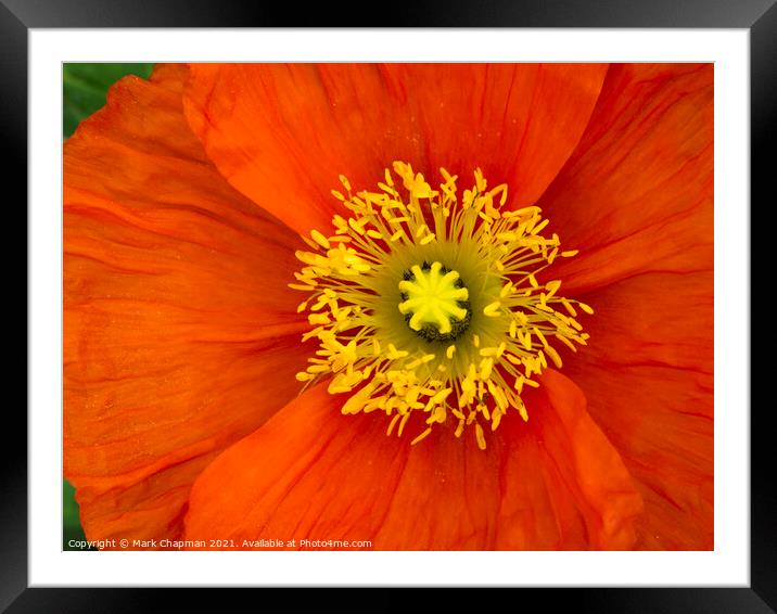 Red poppy flower closeup Framed Mounted Print by Photimageon UK
