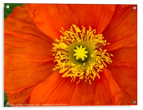 Red poppy flower closeup Acrylic by Photimageon UK