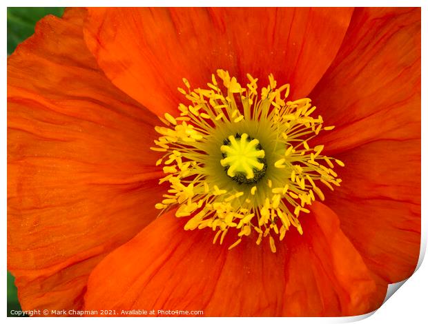 Red poppy flower closeup Print by Photimageon UK