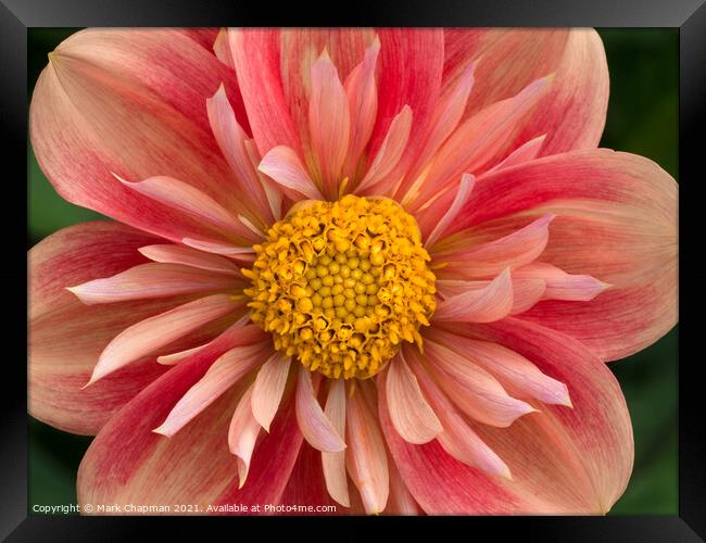 Pink and yellow collarette Dahlia flower closeup Framed Print by Photimageon UK