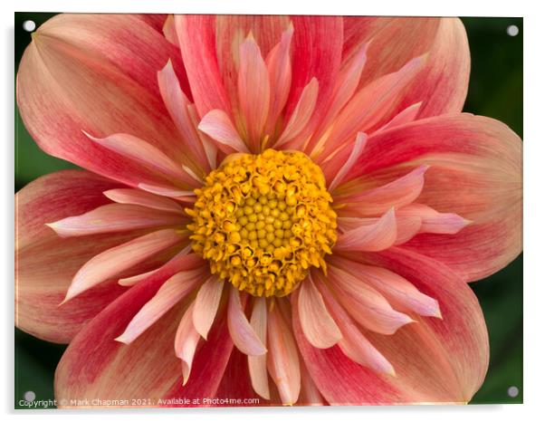 Pink and yellow collarette Dahlia flower closeup Acrylic by Photimageon UK