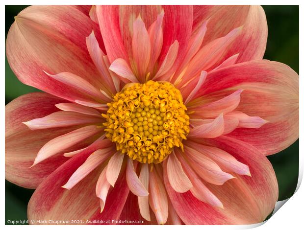 Pink and yellow collarette Dahlia flower closeup Print by Photimageon UK