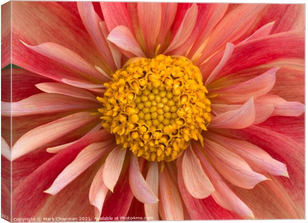 Pink and yellow collarette Dahlia flower closeup Canvas Print by Photimageon UK