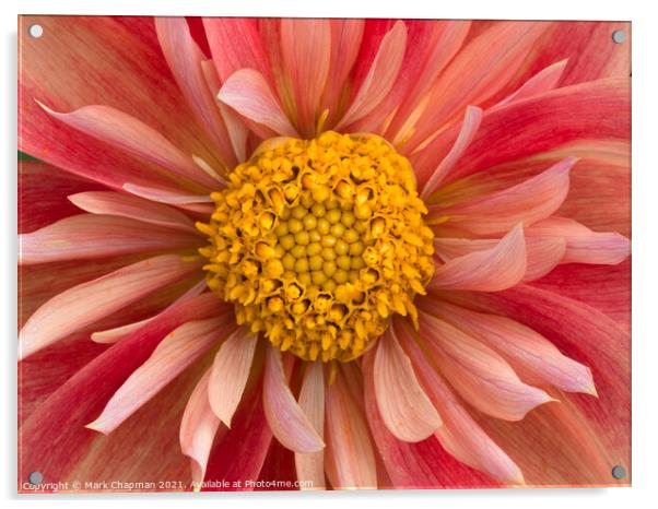 Pink and yellow collarette Dahlia flower closeup Acrylic by Photimageon UK