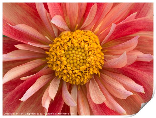 Pink and yellow collarette Dahlia flower closeup Print by Photimageon UK