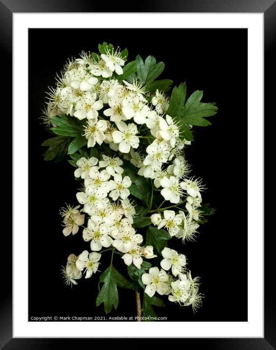 White Hawthorn blossom Framed Mounted Print by Photimageon UK