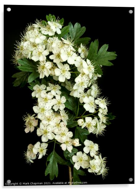 White Hawthorn blossom Acrylic by Photimageon UK