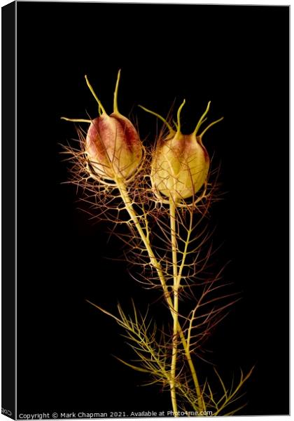 Two Love in a Mist seedheads on black background Canvas Print by Photimageon UK