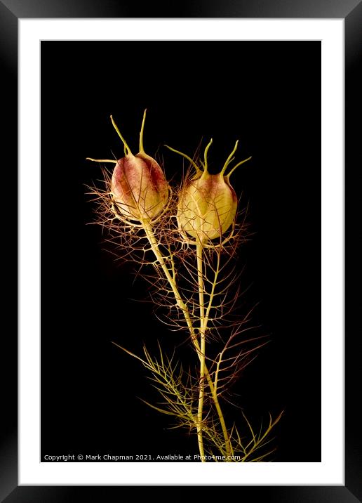 Two Love in a Mist seedheads on black background Framed Mounted Print by Photimageon UK