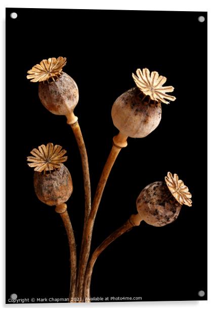 Four dried poppy seedheads Acrylic by Photimageon UK