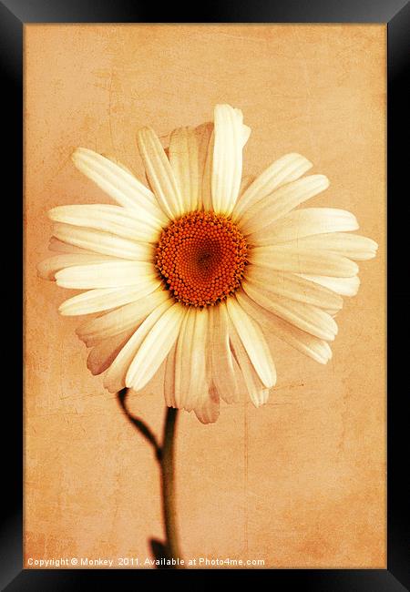 Large Daisy Flower Framed Print by Anthony Michael 